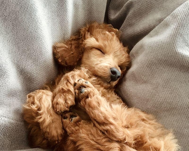 Sleep health — a puppy sleeping peacefully on a soft blanket